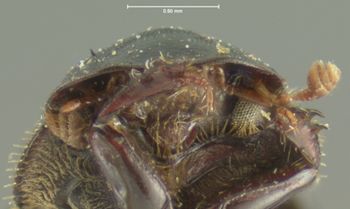 Media type: image;   Entomology 3735 Aspect: head frontal view